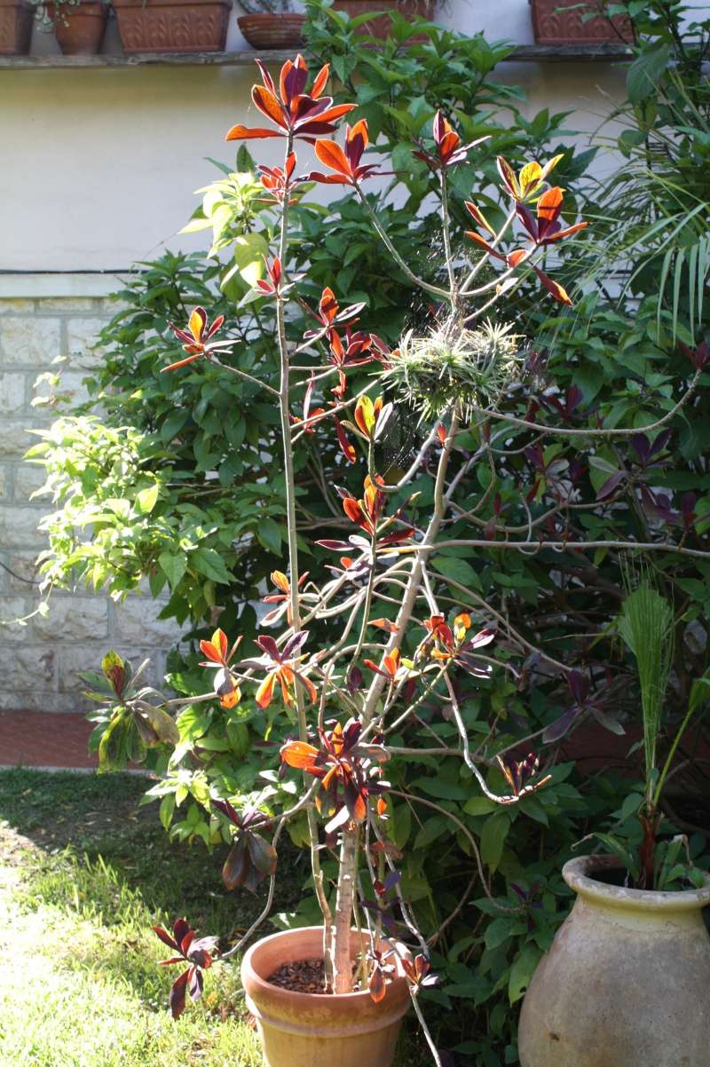 synadenium - Euphorbia umbellata (= Synadenium umbellatum) Synade11