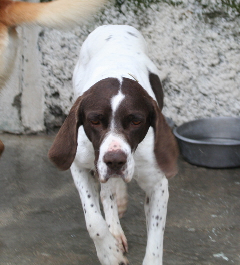 13 - LADY - X BRAQUE - 3 ANS Lady_110