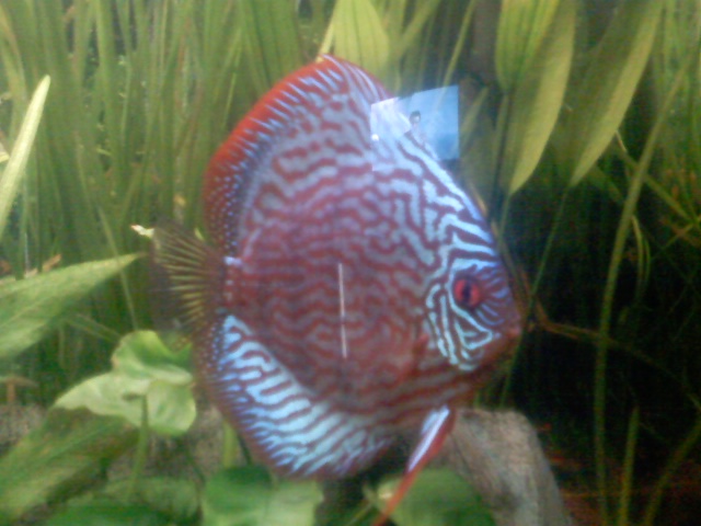 mes discus adultes Photo012