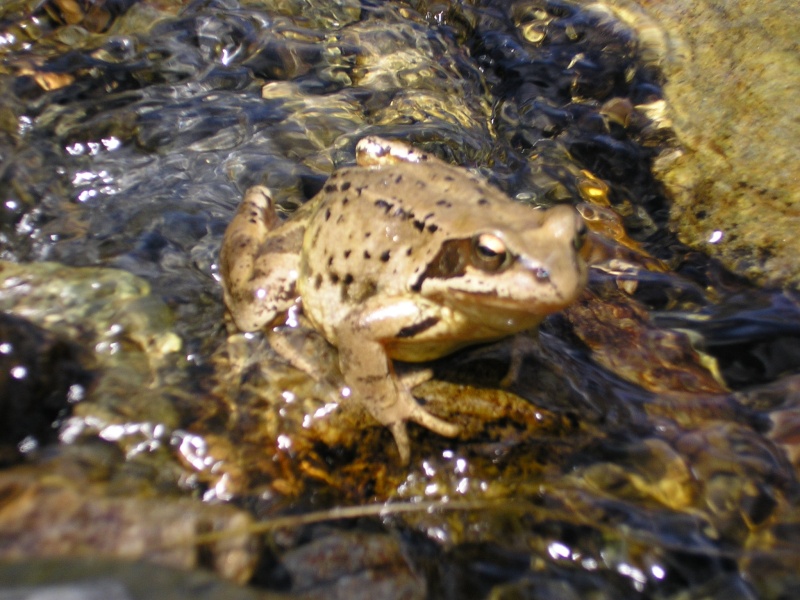 Grenouilles dans les Alpes Françaises Photos15