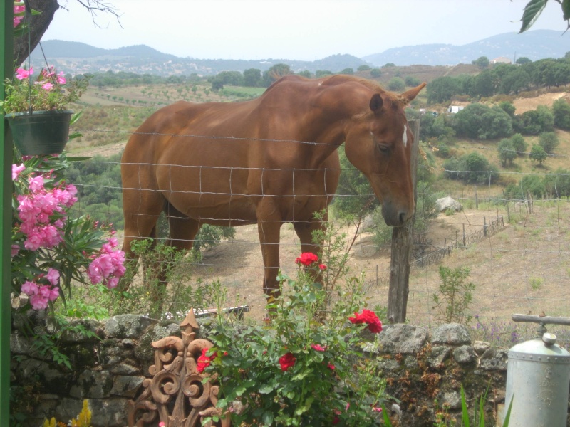 le quel de mes chevaux (serena<3doudou) est/etait le + be Dscn4510