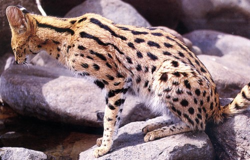Le serval . Serval11