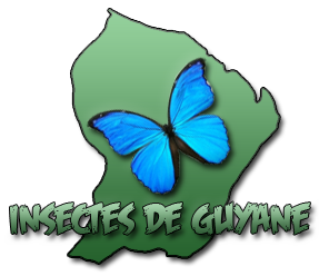 Insectes de Guyane et d'ailleurs - Portail Logo_i13