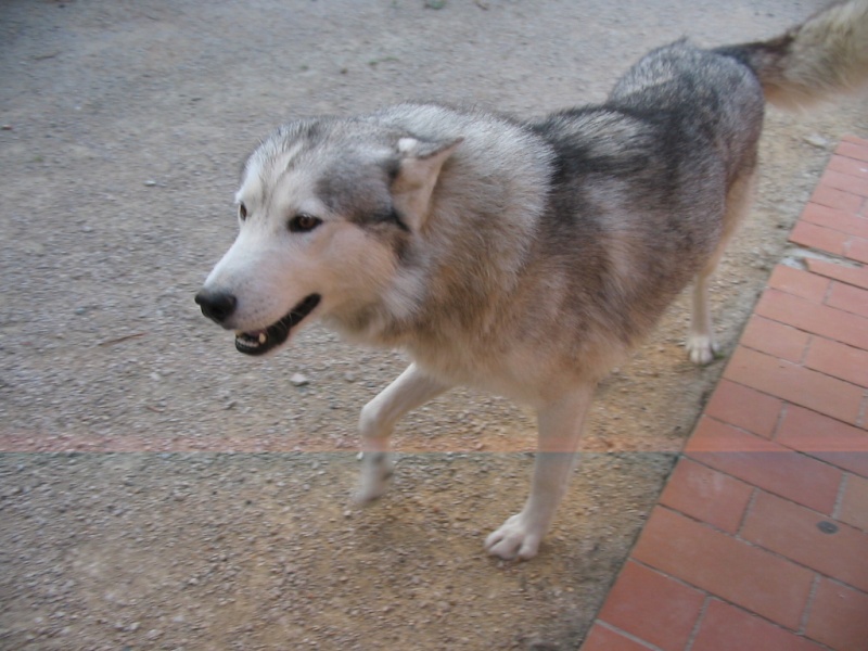 ROCKS, husky de 6 ans Rocks_10