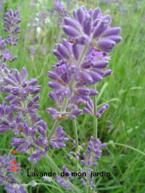 Quand les fleurs se mettent à parler… Lavand10