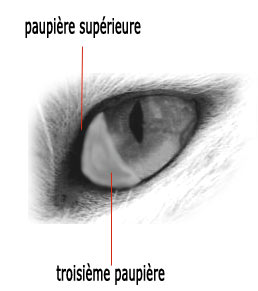 Troisieme Paupiere Irritee Chez Le Chat Adresses Utiles Metiers Animaliers Nimo Troisieme Paupiere Irritee Chez Le Chat Adresses Utiles Metiers Animaliers Nimo