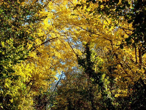 1er novembre ,balade au bord de charente Fleac122