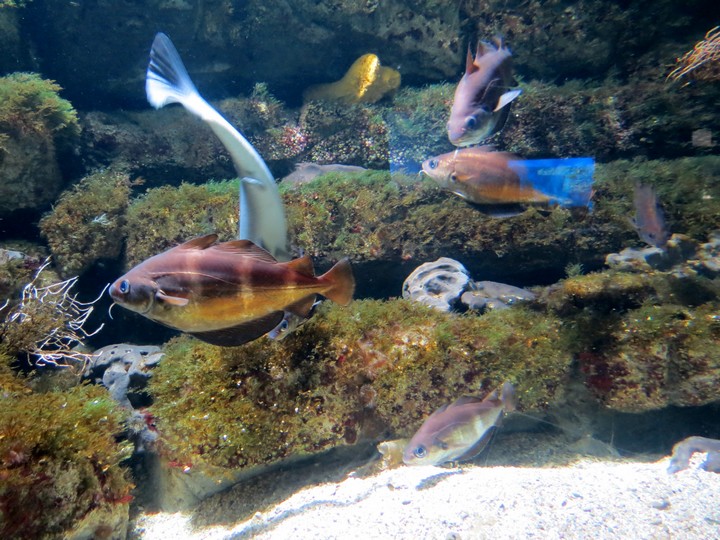 la rochelle visite de l'aquarium Img_5314