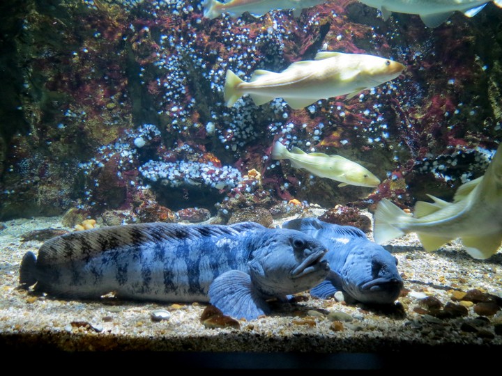 la rochelle visite de l aquarium 