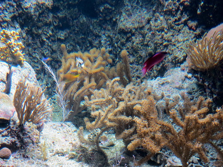 la rochelle visite de l'aquarium Img_5416