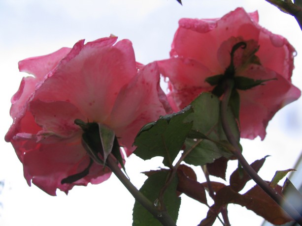 au jardin ce matin de bonne heure Pluiej18