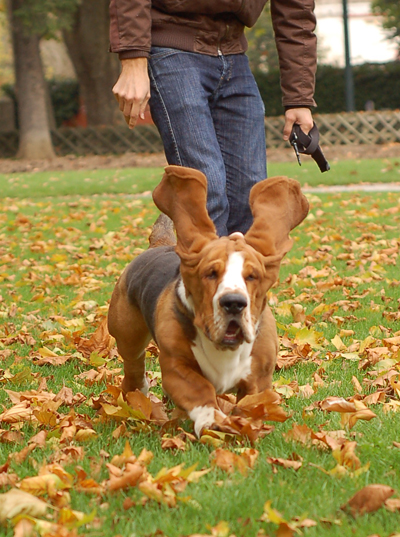 Chocolat le basset-hound Choco_15