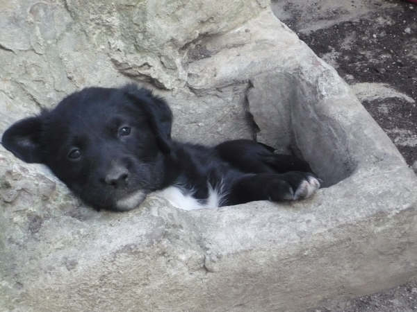 chiots femelles X labrador  adopter Canisf10