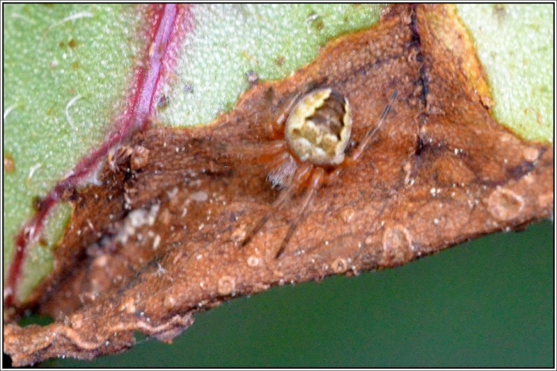 Araneidae [Araneus sp.] et [Zilla diodia] Araneu10