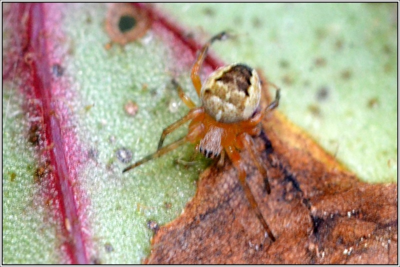 Araneidae [Araneus sp.] et [Zilla diodia] Araneu12