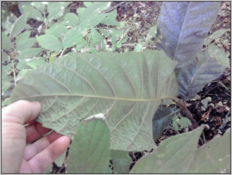 Arbre ou arbuste indéterminé : néflier du japon (Eriobotrya japonica) Arbust10