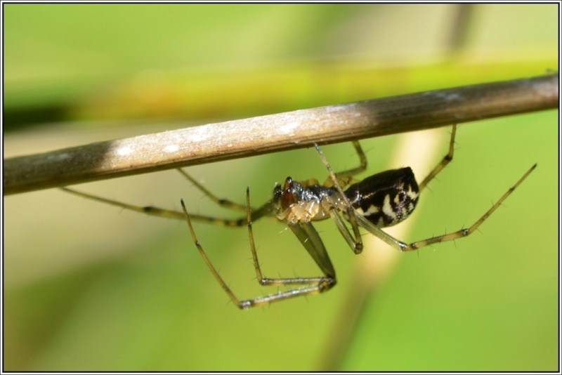 Linyphia triangularis Linyph11