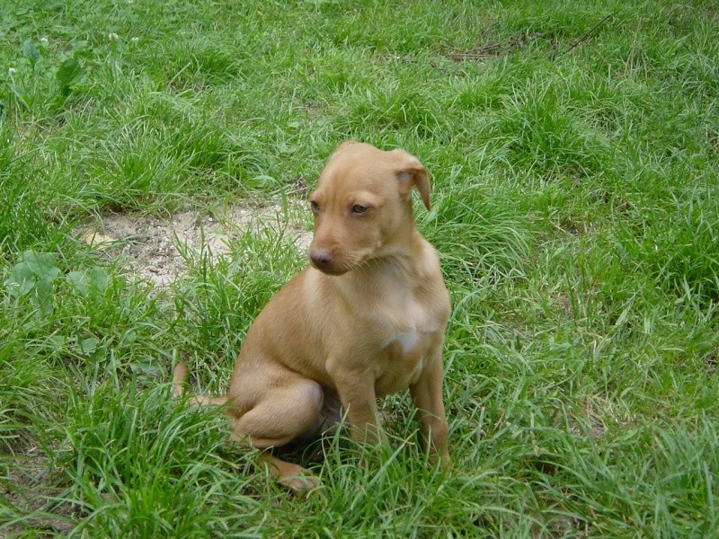 CHICO chiot podenco andalous 07072714