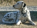 VOL de 2 chiennes dalmatiennes Rhumba11