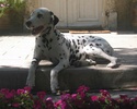 VOL de 2 chiennes dalmatiennes Rhumba12