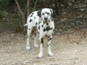 VOL de 2 chiennes dalmatiennes Ungara12