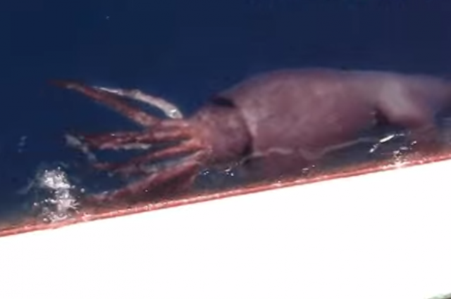[Video] Un calmar géant essaye de voler Poisson d'un bateau Obamab10