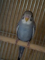 Riku et Ruby adoptent :D Luna10