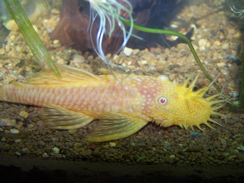ancistrus albinos