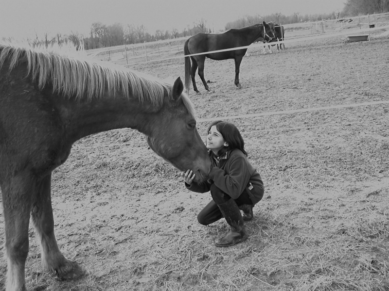 concours de photo sur toi et ton poney/cheval 100_9710