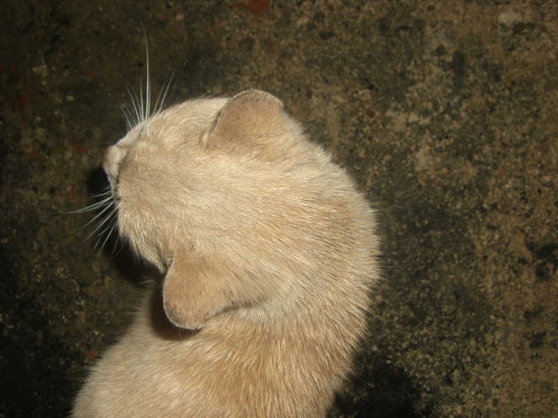 encore des chats dans la rue ...un roux et une écaille Cimg3311