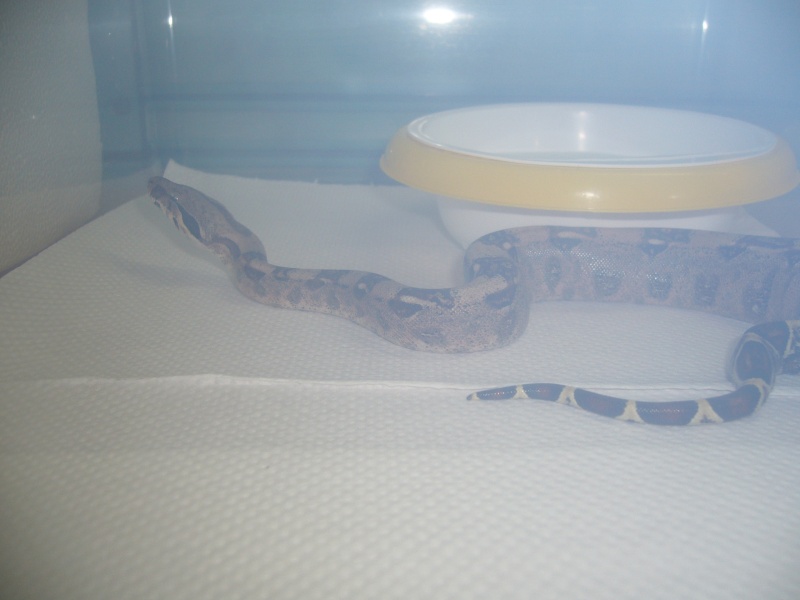 mes boas constrictor imperator Male10