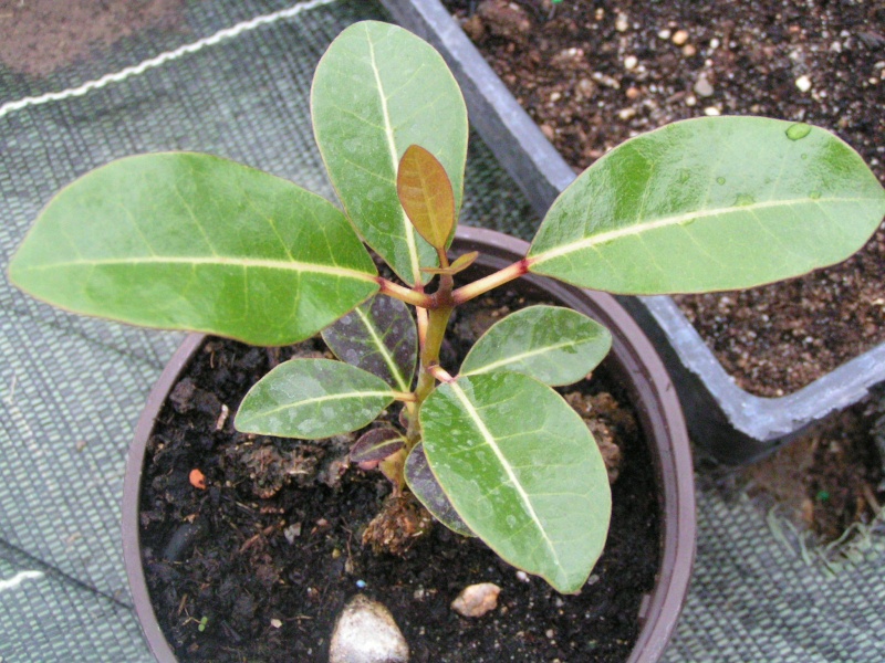 une plante de Guadeloupe quel est son nom!!!! [Tabebuia pentaphylla] Pict0029