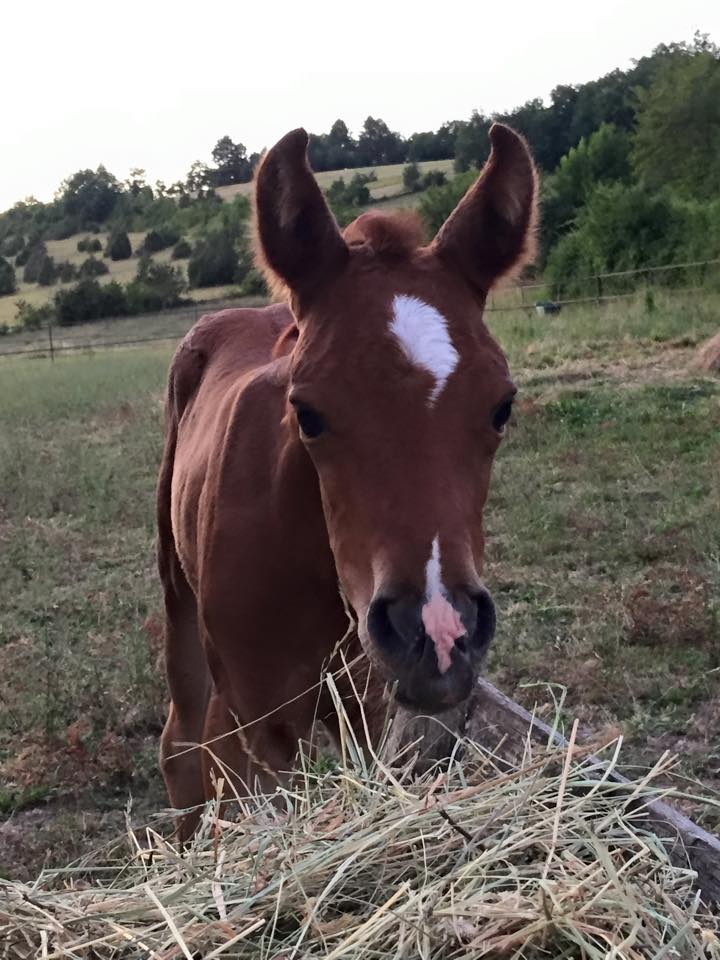 2015 Folie Douce par SD Heartbreaker x Jaffia des Combes 11140312