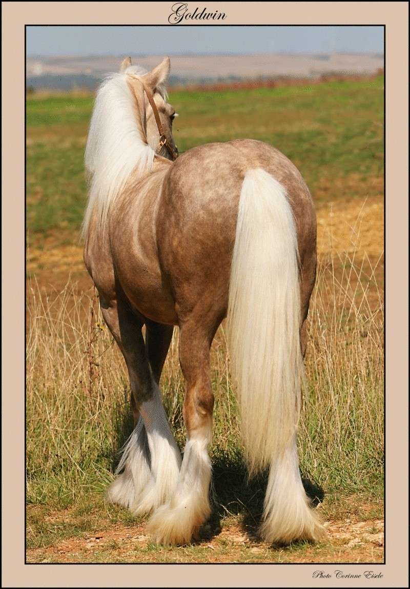 GOLDWYN, jeune étalon palomino, MARS 2010 - Page 9 Img_3510