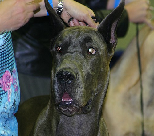 Salon national des animaux de compagnie (SNAC) - Page 3 Photo_50