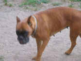 Perle femelle boxer 8ans Photo_10