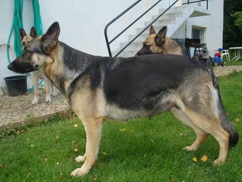 Chiots Berger Allemand Noir Et Noir Et Feu Page 2