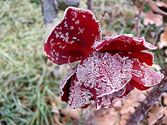 SEMAINE DU 26 NOVEMBRE AU 2 DECEMBRE Dscn3910