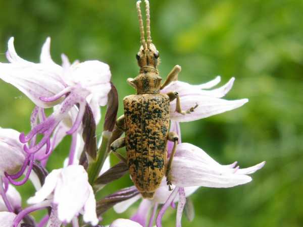 hannetons, scarabes,punaises et autres coloptres Megarh10