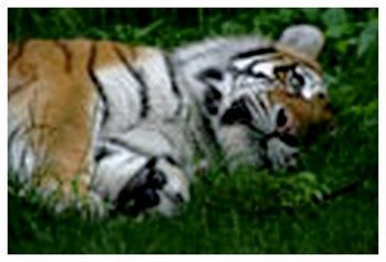 Les tigres...et flins que j'aime regarder ! - Page 13 U2549511
