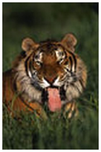 Les tigres...et flins que j'aime regarder ! - Page 13 Wl000311