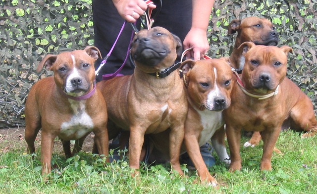 FAMILLE STAFFIE... Famill11