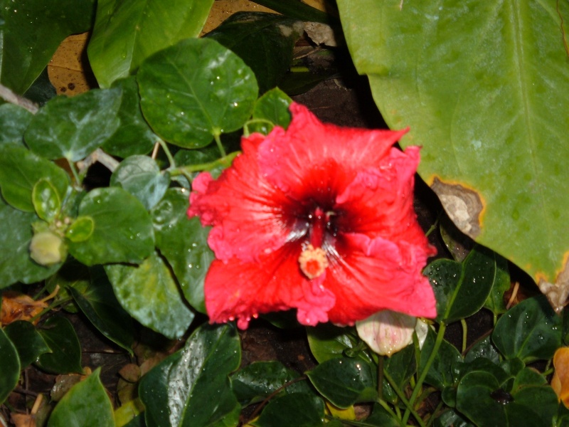 quelques hibiscus Parc_p47