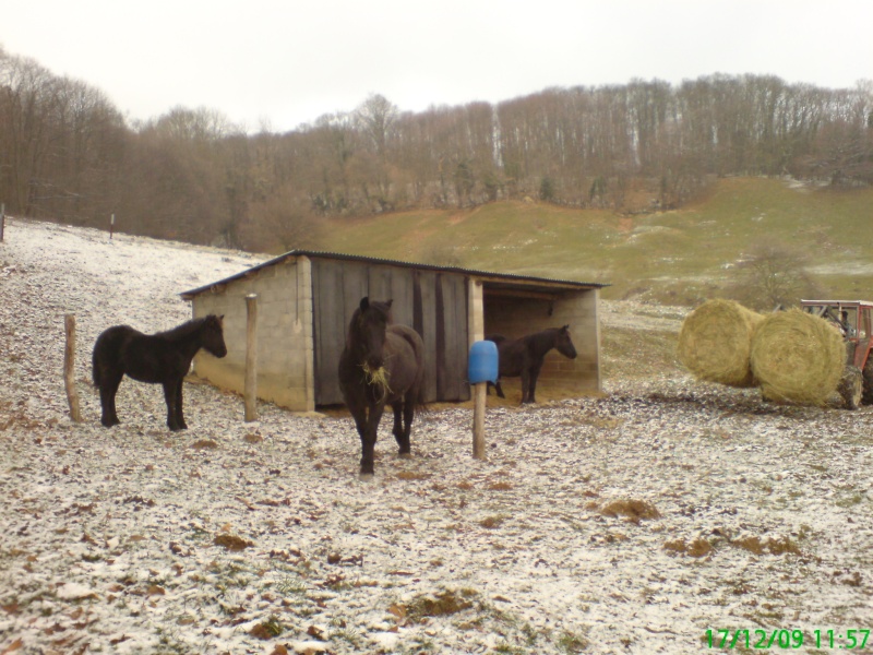 la neige et nos chevaux Neige10