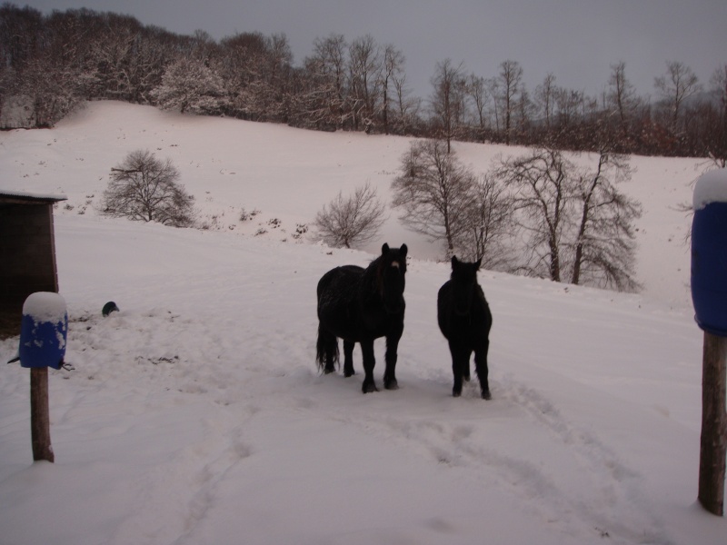 la neige et nos chevaux Neige_10