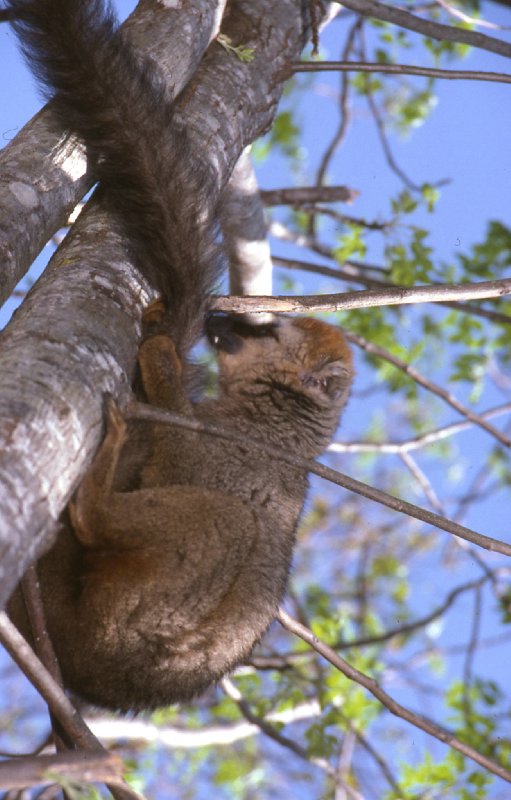 maki brun "Eulemur fulvus " Lemur_10