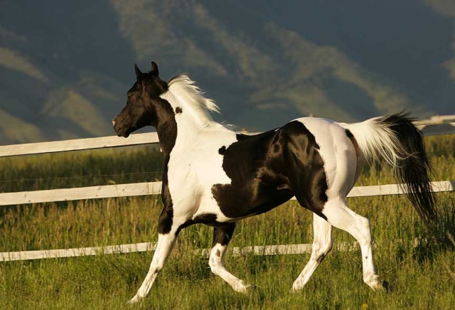 Ecuries de bigoodi : Paint horses Jet210