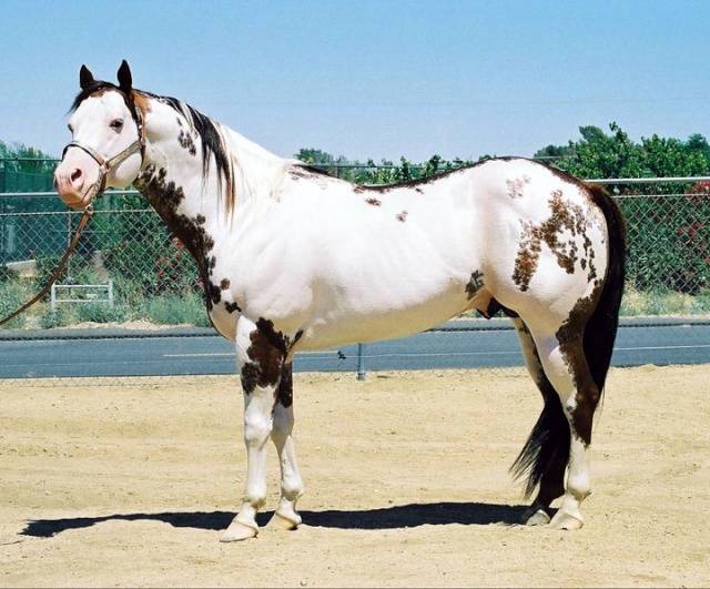 Ecuries de bigoodi : Paint horses Shades10