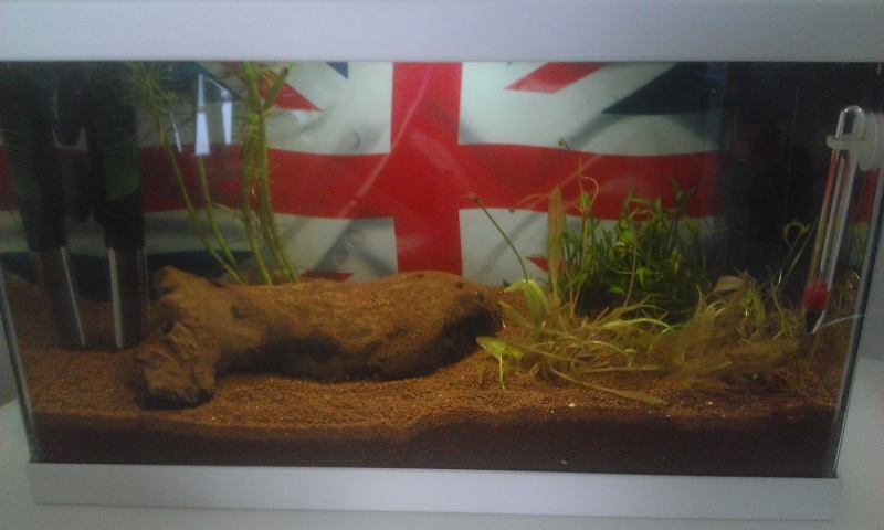 mon aquarium Wp_20110