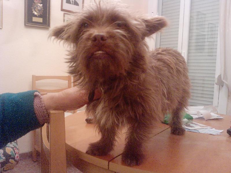 SOFI petite femelle terrier-griffon/ A L'ADOPTION P2035010